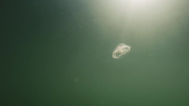 Freshwater jellyfish (Craspedacusta Sowerbii), Peach Blossom Jellyfish swimming In Lake, Close up, footage below water, freshwater jellyfish in natural habitat, nature light
