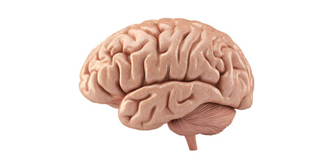 Detailed Human Brain Isolated