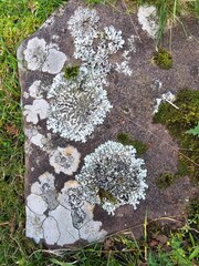 Lichen on rock