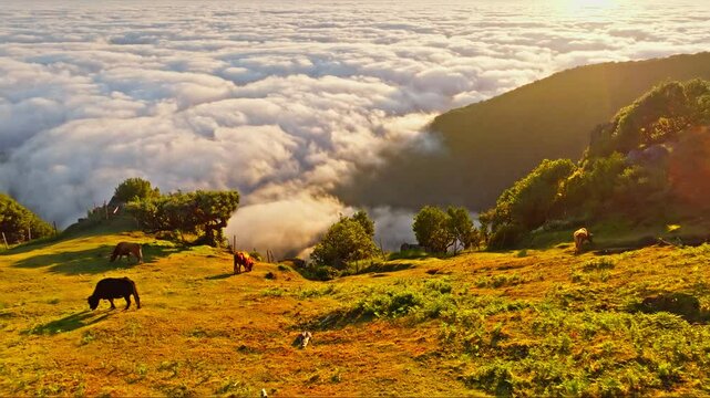 Aerial view of sunrise above clouds and green hills with cows grazing at Fanal mountain, Madeira island, Portugal. Push in approach dolly move