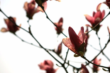 pink magnolia flowers in spring