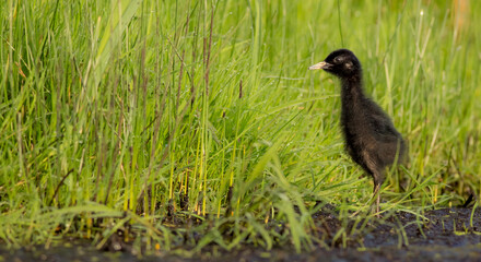 Water Rail - Rallus aquaticus - one week old chick feeding at a wetland 