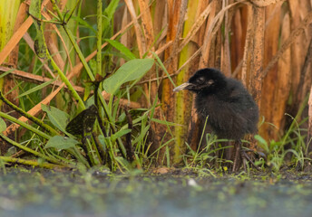 Water Rail - Rallus aquaticus - one week old chick feeding at a wetland 