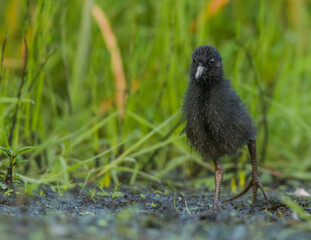 Fototapeta premium Water Rail - Rallus aquaticus - one week old chick feeding at a wetland 