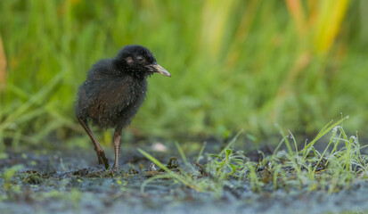 Water Rail - Rallus aquaticus - one week old chick feeding at a wetland 