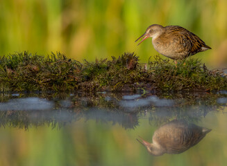 Water Rail - juvenile bird at a wetland in summer