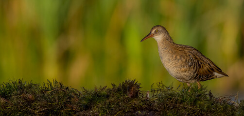 Water Rail - juvenile bird at a wetland in summer