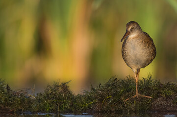 Water Rail - juvenile bird at a wetland in summer