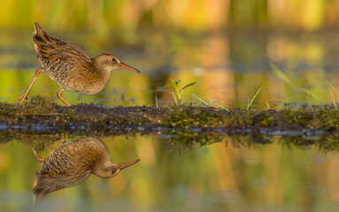 Water Rail - juvenile bird at a wetland in summer