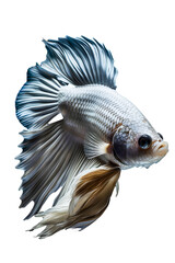 Fototapeta premium White Siamese fighting fish, Betta Splendens, die cut transparent PNG.