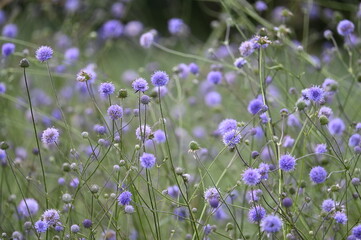 Champs de fleurs violettes