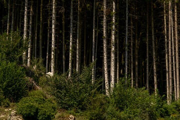 Obraz premium Forest tree background. Pine forest. Nature Environment. Pine forest. Countryside rainforest. Nature background.