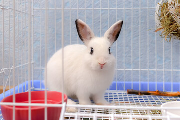 cute white baby rabbit with black eyes sits inside open cage with bowl, hay and wooden stick