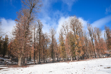 Winter snow mountain cabin panorama. Winter mountain snow forest tree. landscape mountain snow....