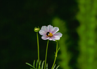 Honey bee in flower. Spring bee collect nectar.