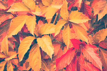 autumn landscape with bright colorful foliage. Indian summer.