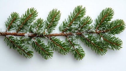 realistic spruce branch on a snowy white background showcasing the beauty of winter greenery perfect for festive holiday designs and seasonal greetings