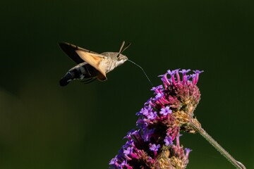 Tiny Hummingbird hawk-moth buzzing around violet flowers of Argentinian vervain sampling nectar with its proboscis. Sunny evening in the garden. Dark green background.