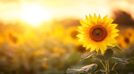 Fototapeta premium Tranquil Supermoon Over Sunflower Field - Golden Lunar Glow Illuminates Endless Countryside Horizon