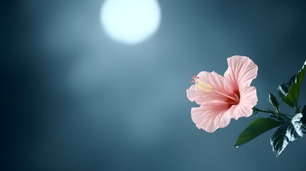 Moonlit Serenity Hibiscus Flowers Dancing in Tropical Breeze - Peaceful Coastal Night with Gentle Waves Reflecting Lunar Tides and Blooming Flora