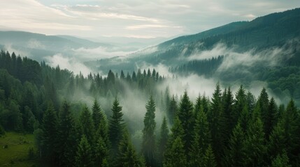 Obraz premium Beautiful Misty Forest Landscape with Mountain Views. Aerial View of the Carpathian Mountains, Printable Wall Art