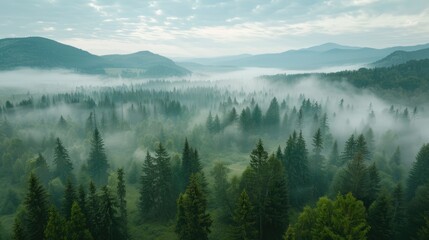 Fototapeta premium Beautiful Misty Forest Landscape with Mountain Views. Aerial View of the Carpathian Mountains, Printable Wall Art