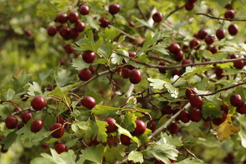 Primer plano de los frutos y hojas de 