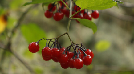 Primer plano de un manojo de 