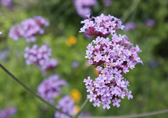 Primer plano de flores de verbena