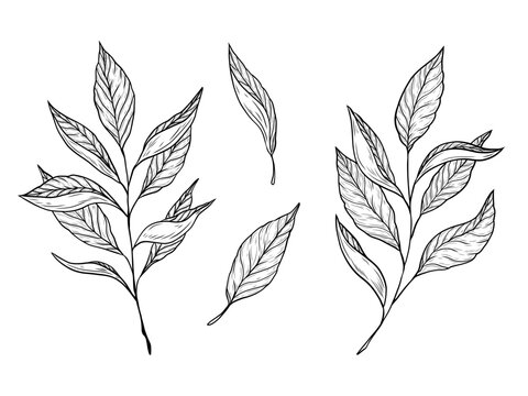 Vector set with branches and tea leaves. Hand drawn graphics, tea leaves. Design and decoration of hot drink, green, black tea and oolong. Linear black and white drawing