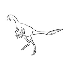 Obraz premium Avimim dinosaur vector sketch realistic sketch dinosaur, vector illustration