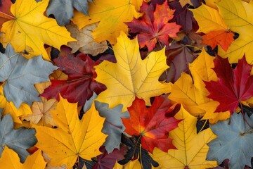 Fototapeta premium Flatlay autumn maple leaves leaf nature maple leaf.