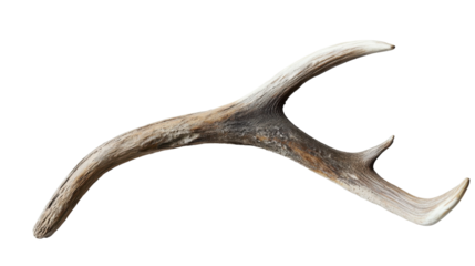 A unique deer antler resting on a smooth surface under soft natural light, on the transparent background. PNG Format