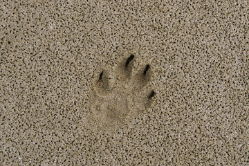 Paw Print in the Sand