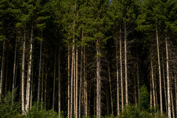 Fototapeta premium Wood forest. Background pine forest. Wood forest landscape. Peaceful forest.