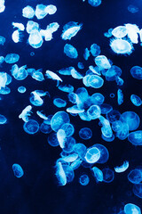 jellyfish in aquarium