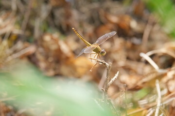 dragonfly on a tree