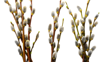 Three Pussy willow spring stems. Generative AI.