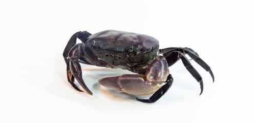 Ricefield crabs on white background. Ricefield crab from nature. Red field crab, it small crab many found in rice field canal and river.