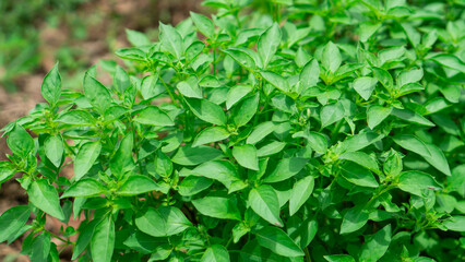 Lemon basil, Hoary basil, Hairy basil (Ocimum africanum) in the backyard garden, Fresh Hoary Basil or Thai Lemon Basil. 