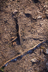 Spring ground covered with thawing snow. Melting ice on dry grass close up.