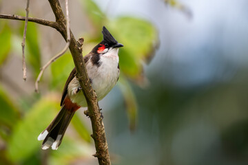 Red-whiskered Bulbul - Pycnonotus jocosus, beautiful colored perching bird from South Asian forests, bushes and gardens, Mauritius island.
