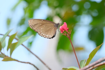 butterfly on a pink flower
