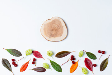 Colorful autumn leaves on a white background. Suitable for presentations. Natural background.