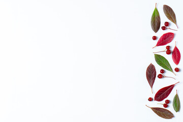 Colorful autumn leaves on a white background. Suitable for presentations. Natural background.