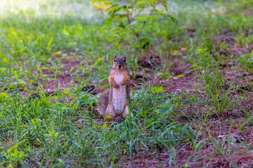 The fox squirrel (Sciurus niger), also known as the eastern fox squirrel or Bryant's fox squirrel. 