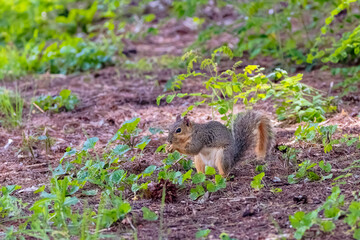 The fox squirrel (Sciurus niger), also known as the eastern fox squirrel or Bryant's fox squirrel. 
