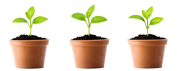 Dividend Growth Strategies for Financial Wellness - Promoting Corporate Governance and Yield Optimization for Strong Investor Returns