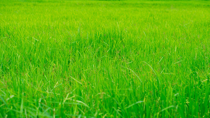 Close-up of rice seedlings growing in the fields. View of Young rice sprout ready to growing in the rice field