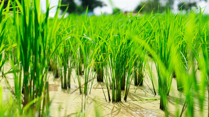Fototapeta premium Close-up of rice seedlings growing in the fields. View of Young rice sprout ready to growing in the rice field